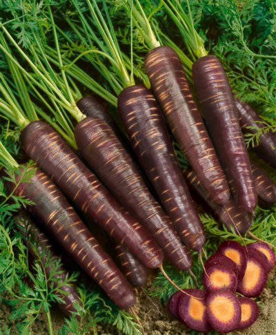 Siyah Havucun Faydaları