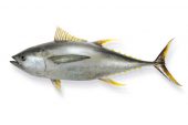 Ton Balığının Faydaları