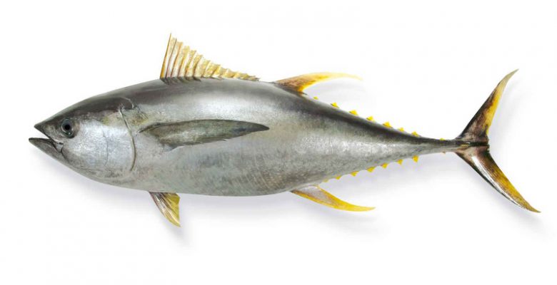 Ton Balığının Faydaları
